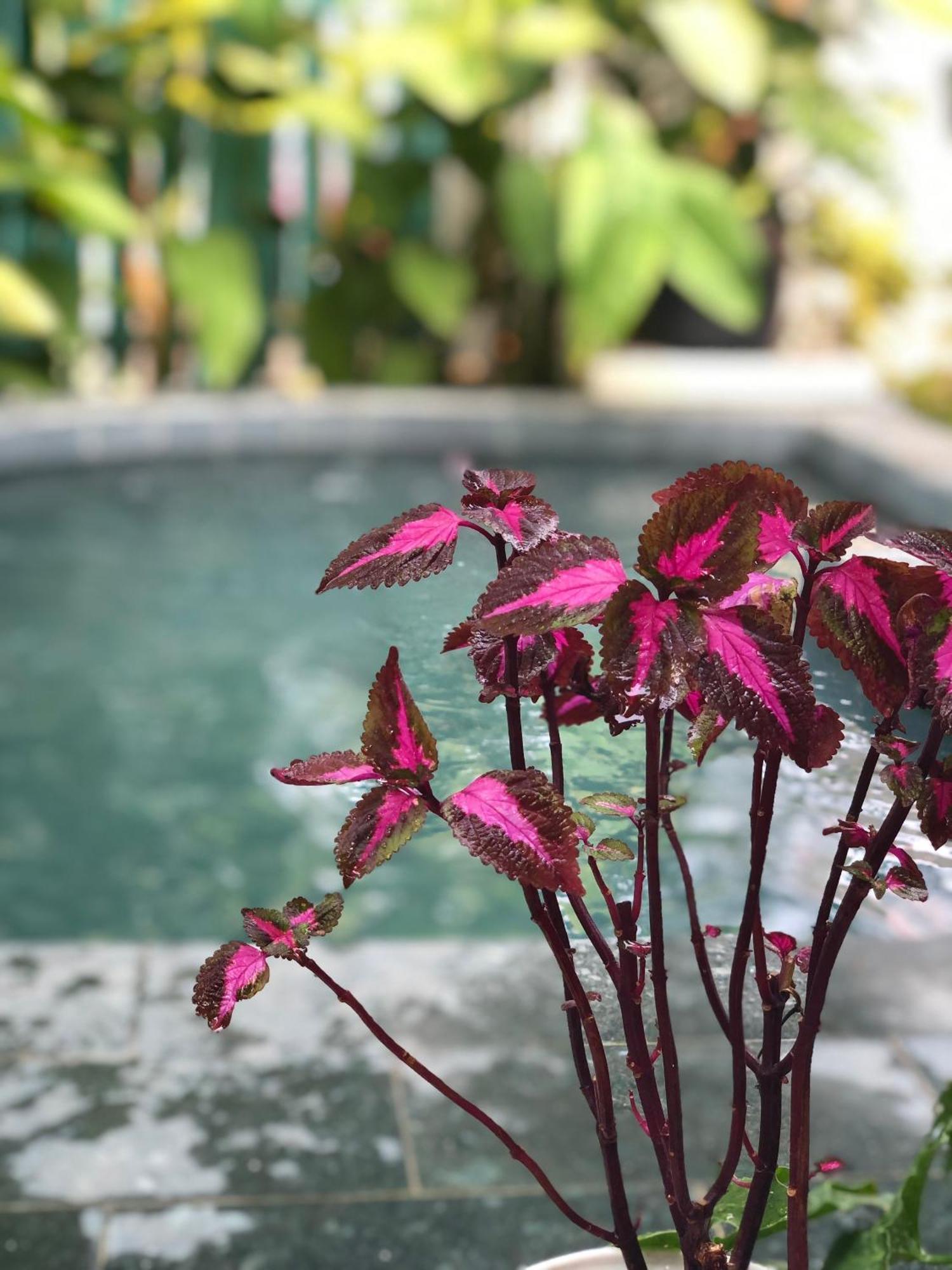 Hoi An Coastal Charm Villa - Jaccuzi Pool - Netflix Tan Thanh 外观 照片
